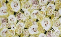 Велюр - Fresh Rose 01